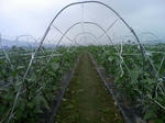 090806_104034.JPG
