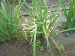 DCF_0008.JPG