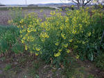 DSCF1140.JPG