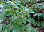 DSCF1220.JPG