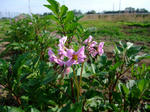 DSCF1253.JPG