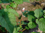 DSCF1252.JPG