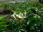DSCF1249.JPG