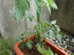 DSCN1464.JPG