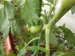 DSCN1466.JPG