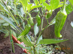 DSCN1471.JPG