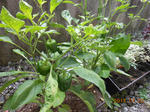 DSCN1473.JPG