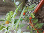 DSCN1475.JPG