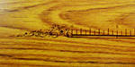 8000e5f6.JPG