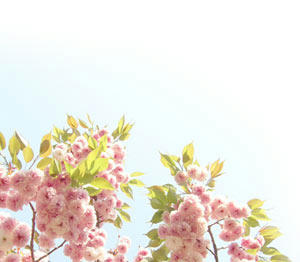 sakura7_s.jpg