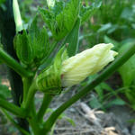 P1050026.JPG