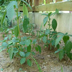 P1050054.JPG