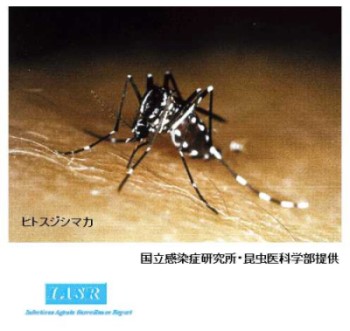 ヒトスジシマカ