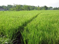 世界の食料生産が激減したら日本は…