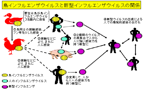 鳥インフル円座ウィルスと新型インフルエンザウィルスの関係