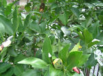 DSCF3268.JPG