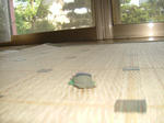 DSCF3345.JPG