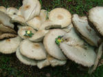 DSCF3477.JPG