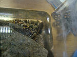 DSCF3953.JPG