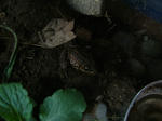 DSCF4022.JPG