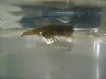 DSCF4031.JPG