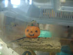 DSCF4046.JPG
