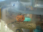 DSCF4045.JPG