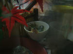 DSCF4054.JPG