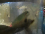 DSCF4075.JPG