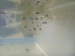 DSCF4077.JPG