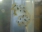 DSCF4082.JPG