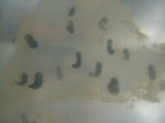 DSCF4086.JPG