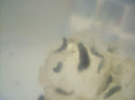 DSCF4090.JPG