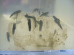 DSCF4095.JPG