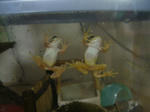 DSCF4127.JPG