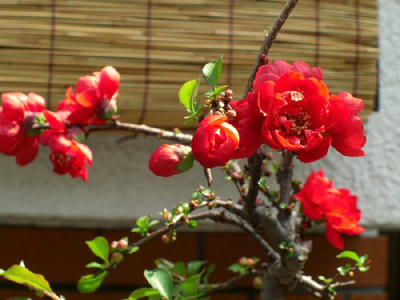 CIMG0230.JPG