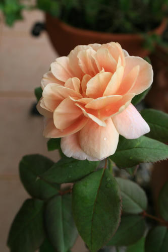 8cd6c8a0.jpg