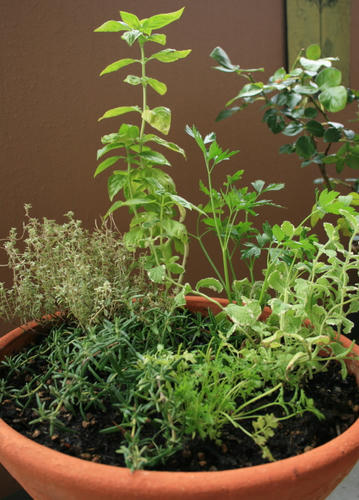 herb-y2_1.jpg