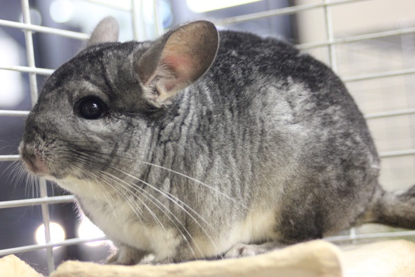 かわいいチンチラちゃん デグーちゃんいますよ ペットのデパート東葛上尾店ブログｓ