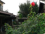 P1070156f.JPG