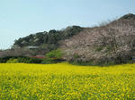 izu021.jpg