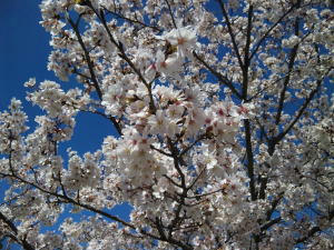 20100408-1.jpg
