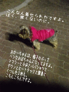 20110116.gif