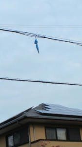 20111113-01.jpg