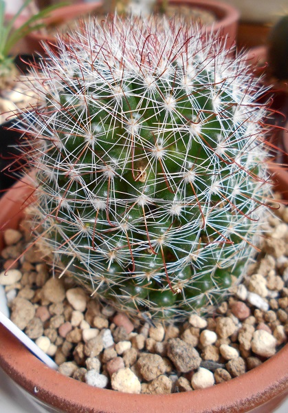 10月の月影丸 サボテンの日々