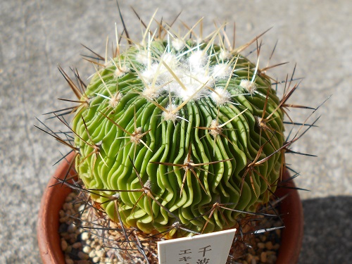 マミラリア・ピコ サボテン 多肉植物 希少 珍奇植物 レア 珍品 新商品