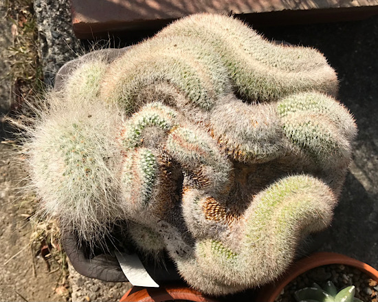 玉翁綴化