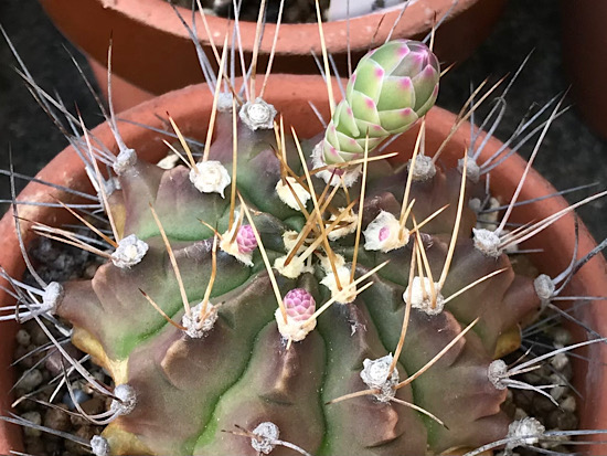 ギムノカリキウム・翠晃冠の蕾が４つ