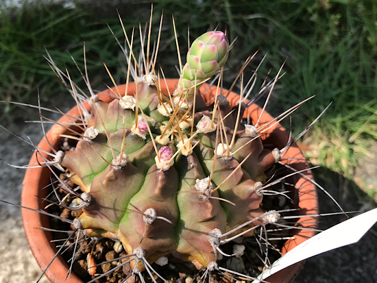ギムノカリキウム・翠晃冠の蕾が４つ