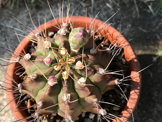 ギムノカリキウム・翠晃冠の蕾が４つ